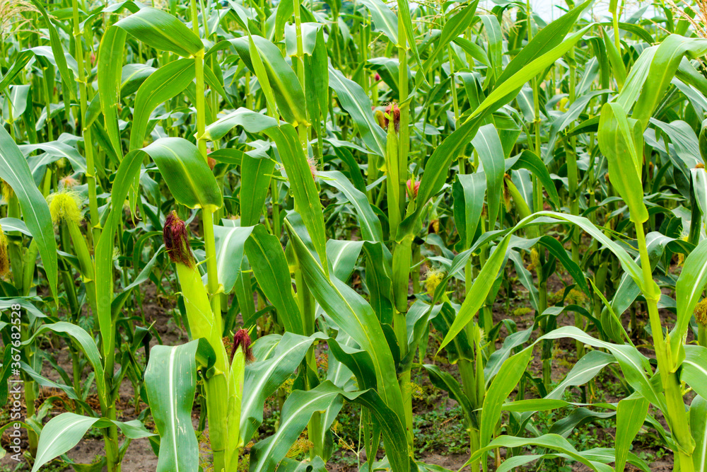 green corn field green corn field