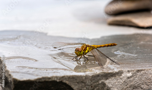 Dragonfly on wet stone floor with blurred balanced pebbles in background 