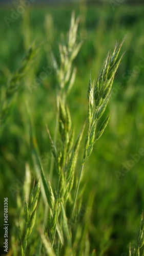a spikelet of grass on a blurred green background