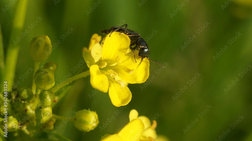 yellow flower in the meadow