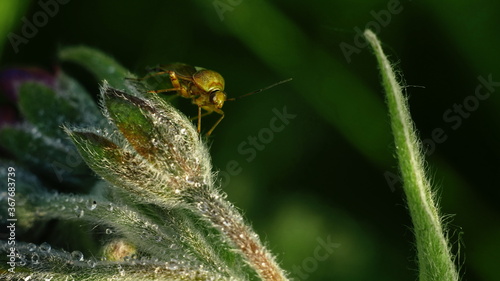 bug on a plant on a blurry background © Ольга