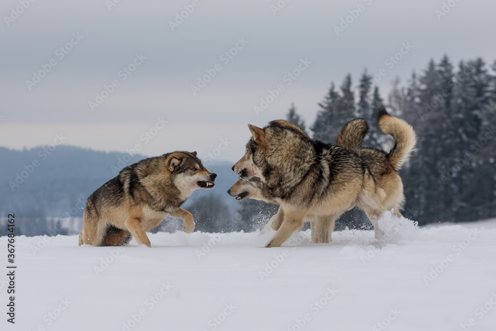 gray wolf (Canis lupus) the pack is fighting among themselves for food