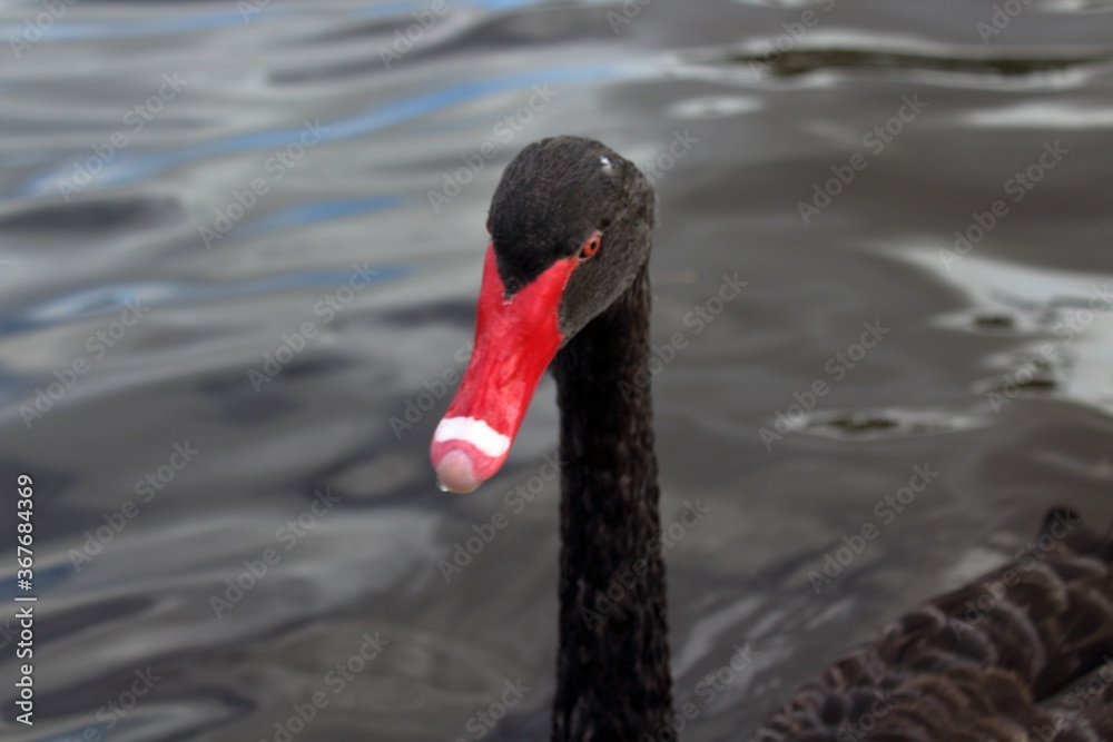 Fototapeta premium black swan on the water