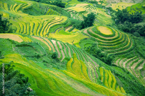 Scenic landscape of rice terraces in rural Northern Vietnam near Sapa town  view of the beautiful Muong Hoa valley with the green and yellow agricultural fields in the mountains  during harvest time