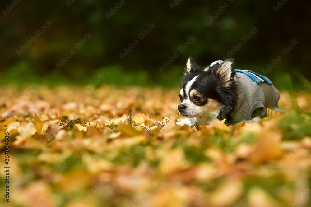 イチョウ並木でおすましするチワワ