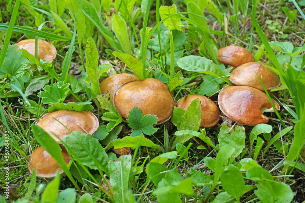 Beautiful closeup of a group of mushrooms Beautiful closeup of a group of mushrooms