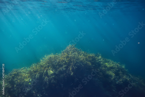 coral reef underwater landscape, lagoon in the warm sea, view under water ecosystem © kichigin19
