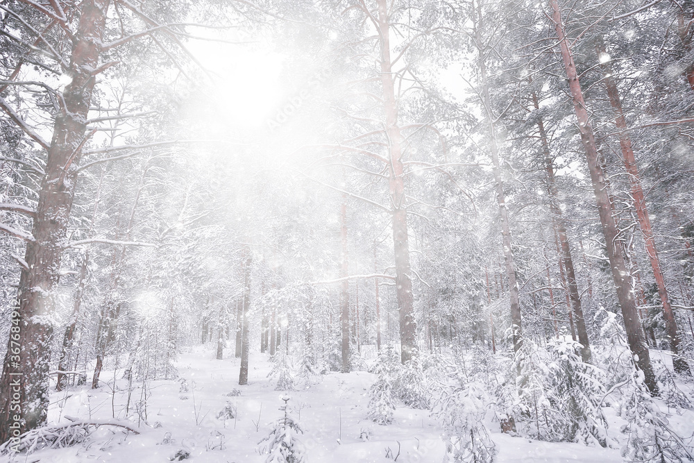 Fototapeta premium abstract snowfall forest background, white snowflakes fall in the forest landscape, christmas background