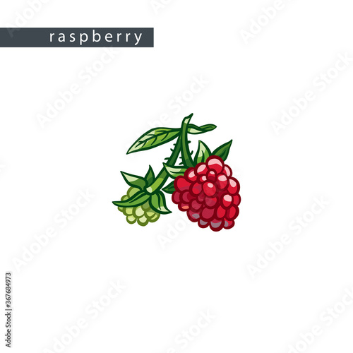 sketch_raspberry_large_and_small