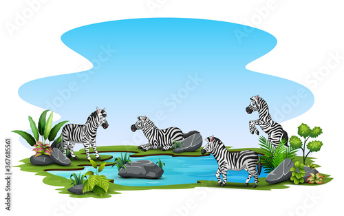 Group of zebra playing in the small pond