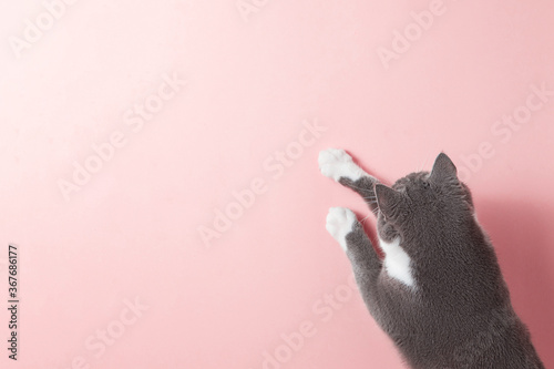 Grey cat on a pink background, looks and stretches paw. Copy space, banner, top view.