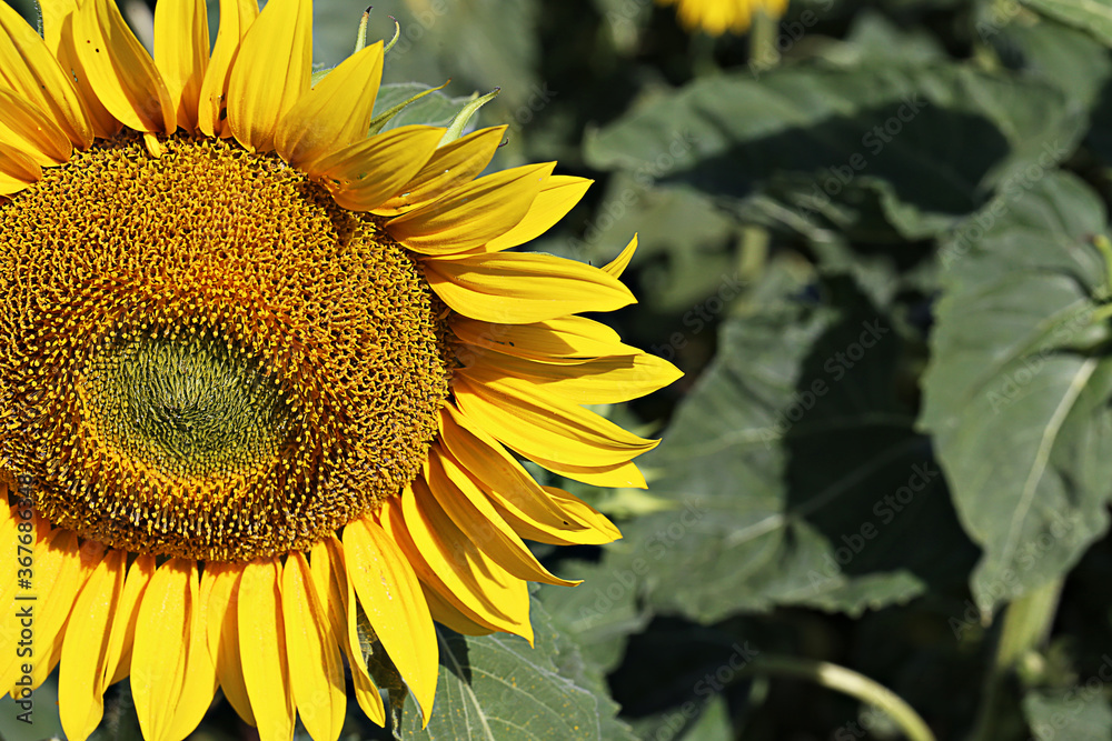 Obraz premium Yellow sunflower in a field on a green background