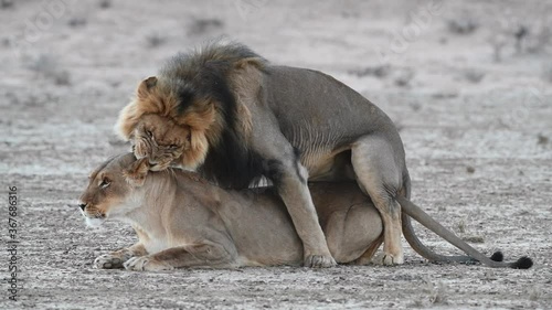 A wide shot of a mating pair of Lions in the Kgalagadi Transfrontier Park. The male bites the female gently in the neck while mating.