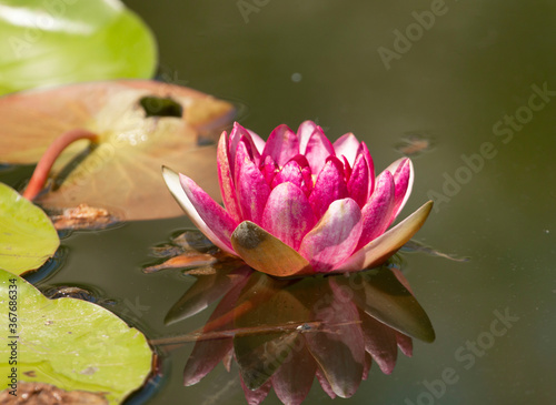 pink water lily flower in the pond