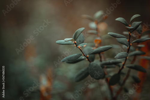 Close up of tiny green leaves from a cranberry plat located in swampy areas in Latvia