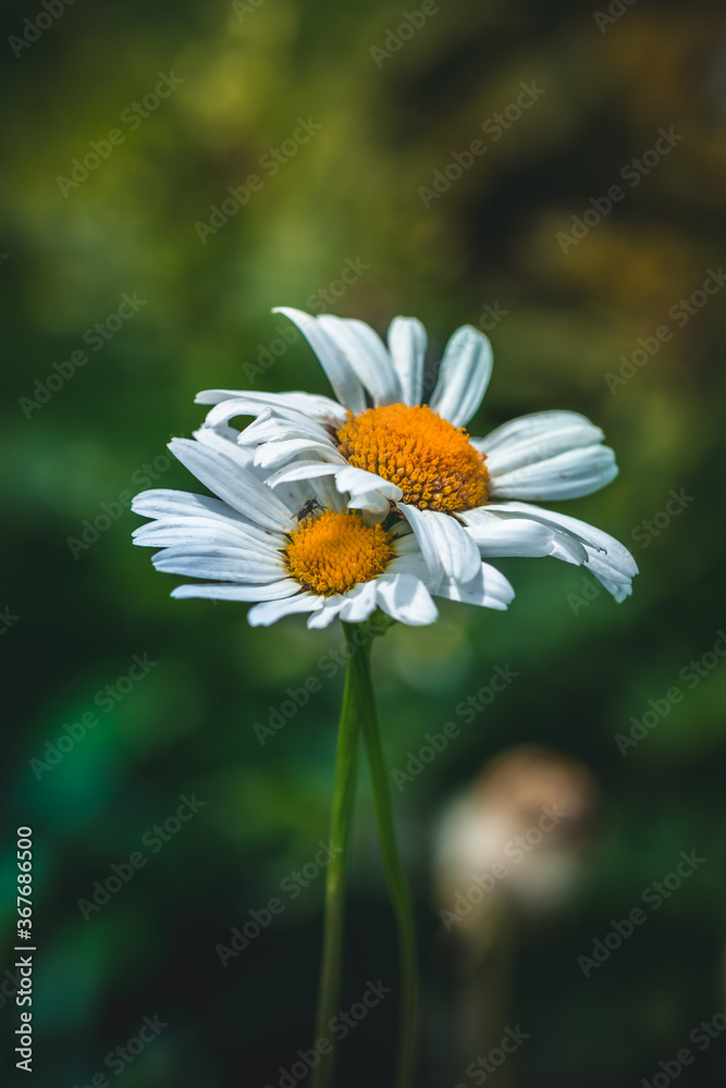 Macro of two daisy flowers wrapped around. Meadow in Summer. Soft focus, green background Macro of two daisy flowers wrapped around. Meadow in Summer. Soft focus, green background