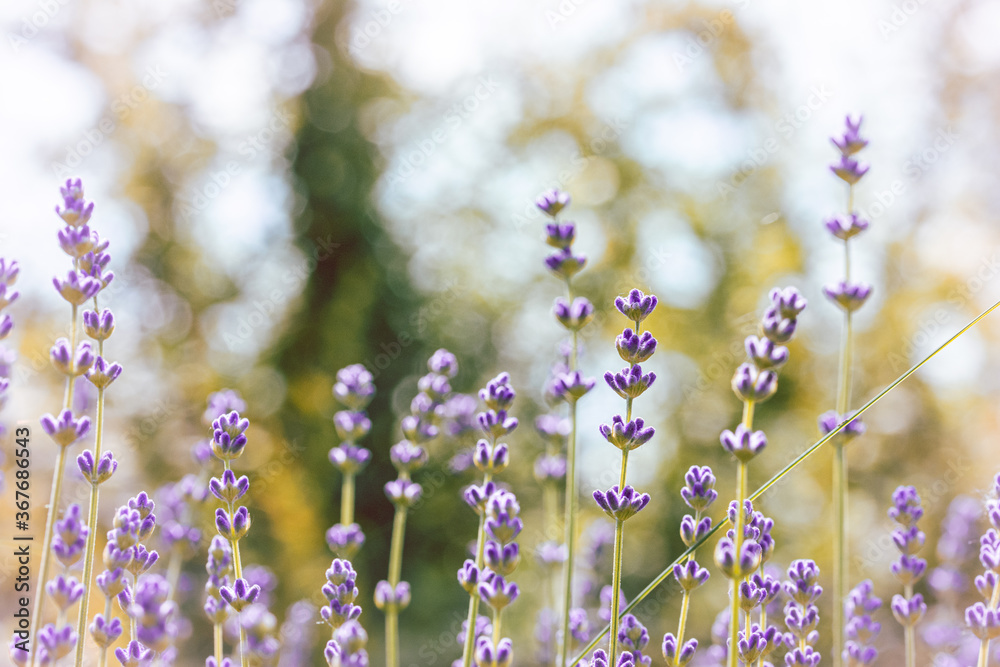 Obraz premium Close-up of purple lavender flowers in a meadow. Soft focus, shallow depth of field and sunshine