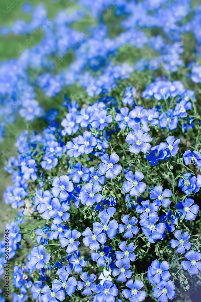 vertical photo of blue flax flowers close up vertical photo of blue flax flowers close up
