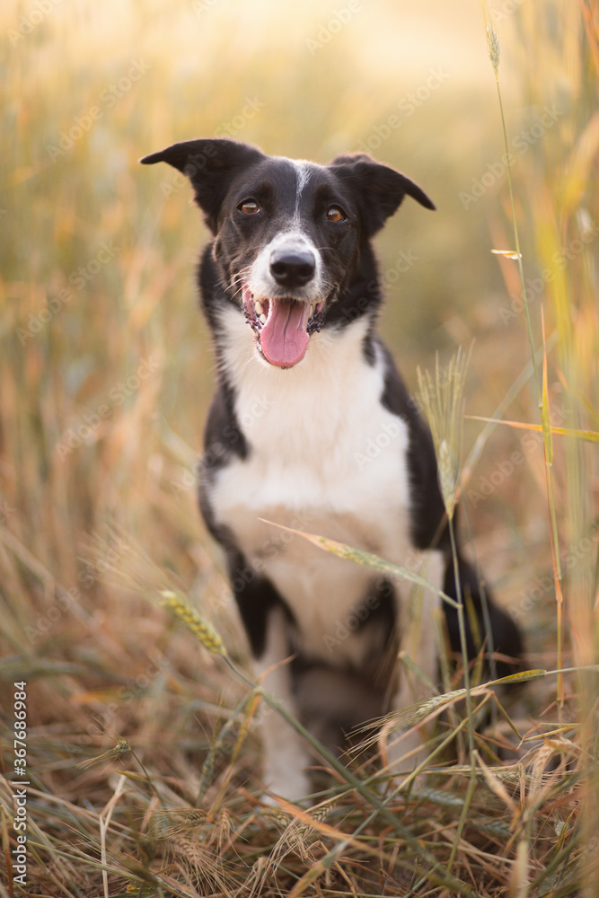 black and white border collie sitting in a wheat field in the summer at sunset black and white border collie sitting in a wheat field in the summer at sunset