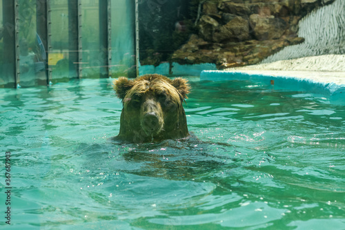 Brown bear bathes in blue water at the zoo behind glass