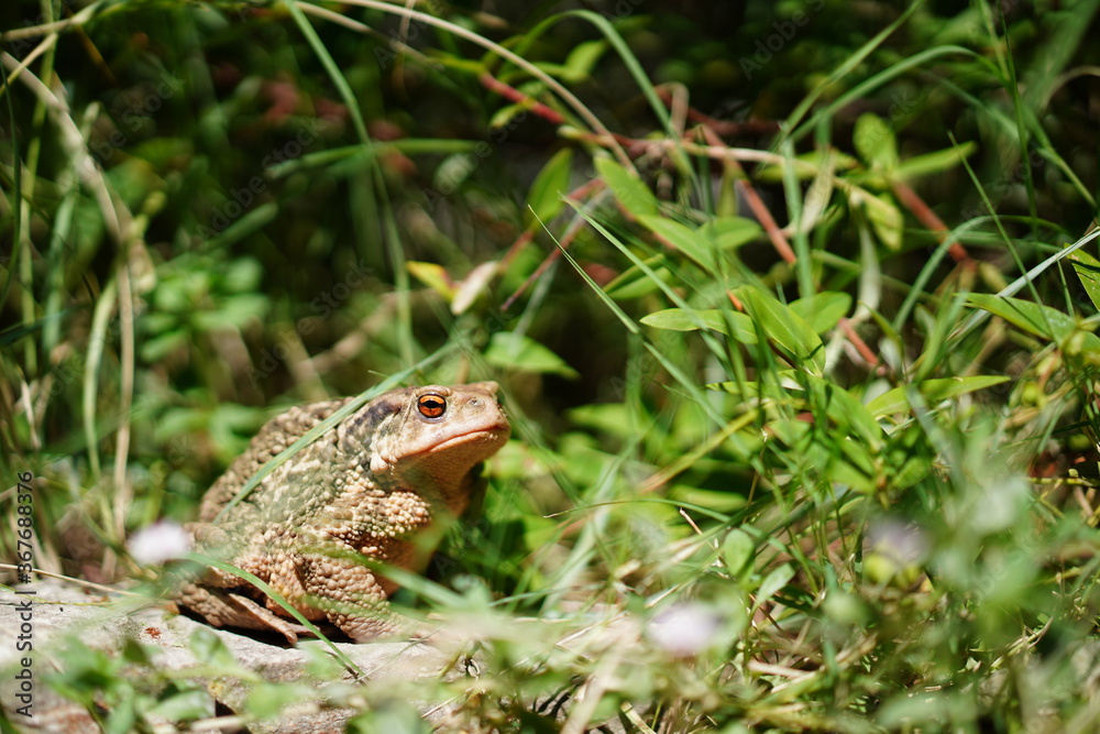 Crapaud