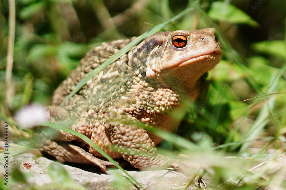 Crapaud Crapaud