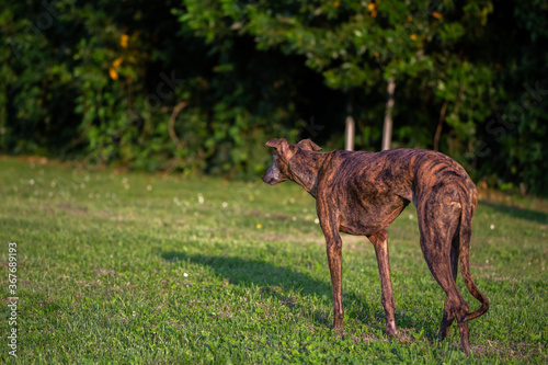 Spanish Greyhound Galgo dog looks at something with curiosity from behind on the grass