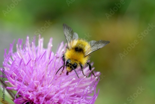 Bumblebee foraging on a flower close-up © Richard Villalon