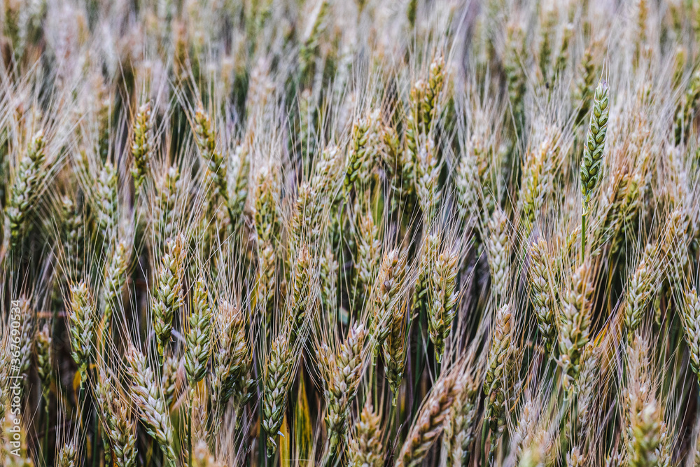 Fototapeta premium Rye, barley, rapeseed, prepared in Latvian fields