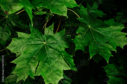 Green maple leaves. Macro shooting. Background. wallpaper