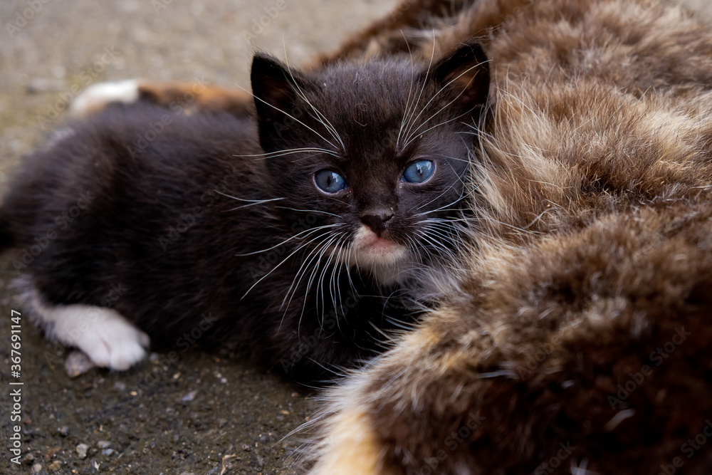 Small black kitten with blue eyes in outdoors. Small black kitten with blue eyes in outdoors.