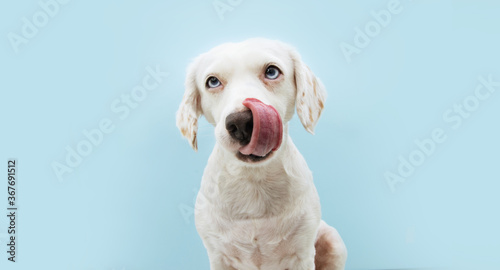 hungry puppy dog licking with tongue its lips. Isolated on blue background.