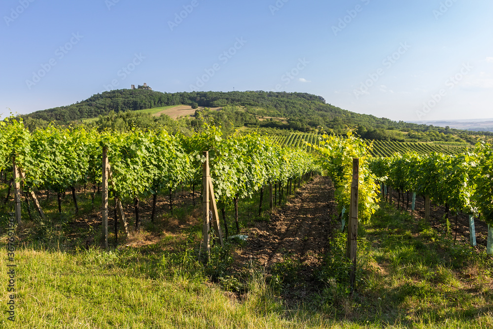 Vineyard with hills and sirotci castle. Ruin of gothic castle in south moravia landscape, Palava Czech republic