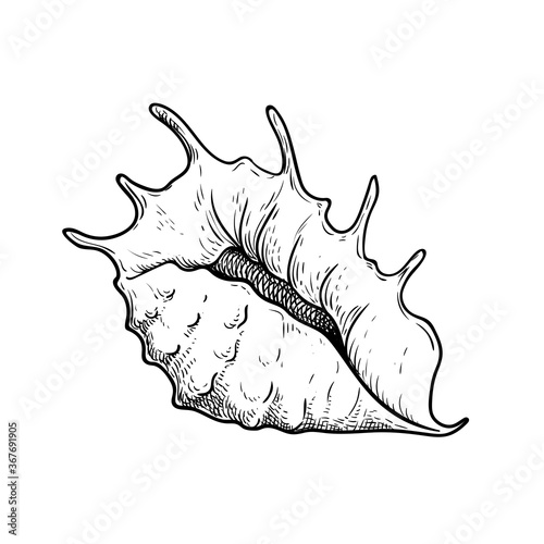 Sea shell conch. Hand drawn sketch style illustration. Best for summer and beach holidays designs. Vector drawing isolated on white background.