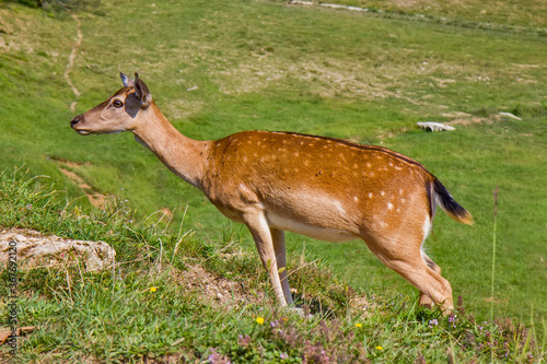 Roe deer on the green field photo