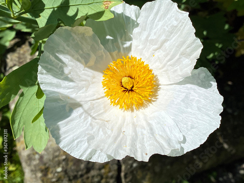 The Coulter's Matilija poppy (Romneya coulteri), Californian Tree Poppy or Der Kalifornische Bauernmohn, Mainau - Constance, Germany / Konstanz, Deutschland photo