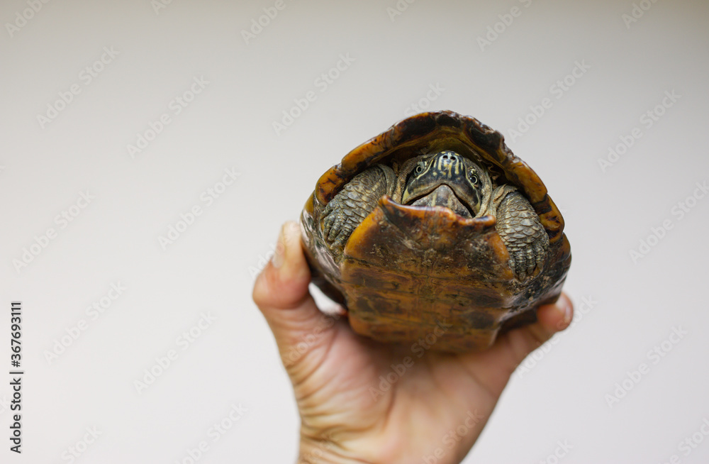 The turtle is in someone's hand. The turtle is in someone's hand.