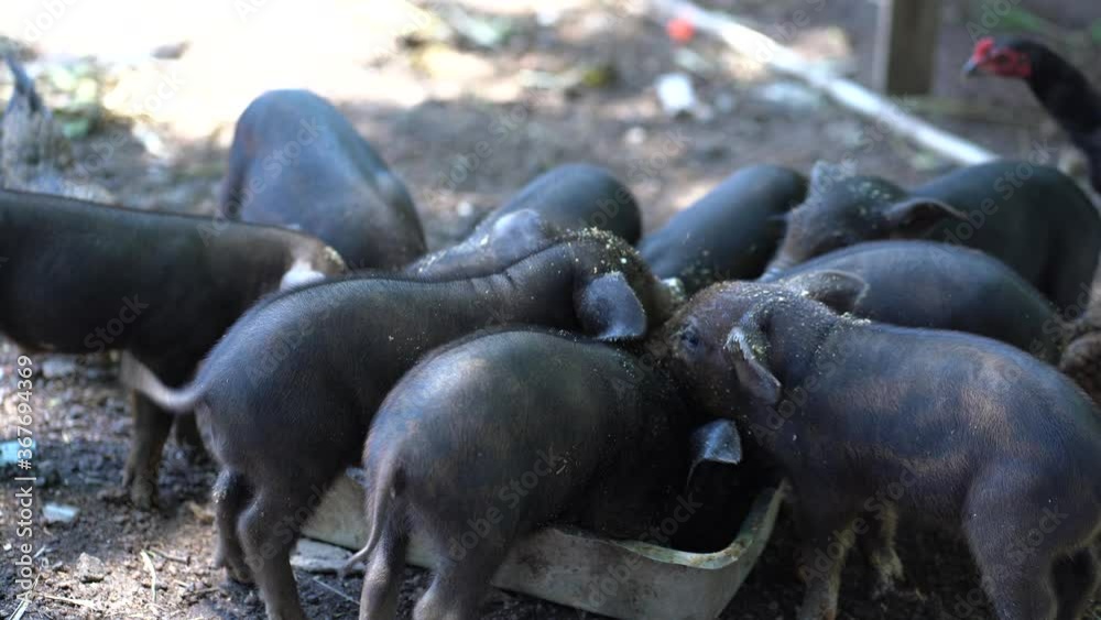 Piglet group eating food. / Raising pigs in a rural country.