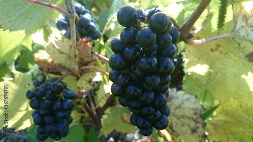 grapes in a organic farm