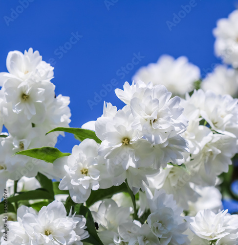 White terry jasmine flowers in the garden against blue sky