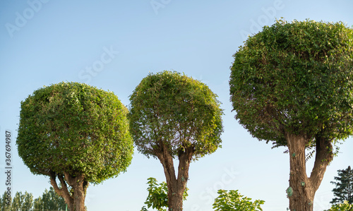 the rounded or ball shape tree outdoor  style cut form wood in the park