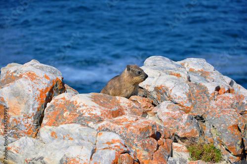 Сute and funny rock hyrax or dassie (Procavia capensis), sitting on rocks in Hermanus, South Africa