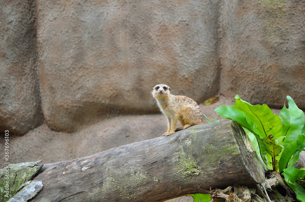 Obraz premium Sad lonely meerkat or suricate (Suricata suricatta) sitting on the tree trunk at the zoo