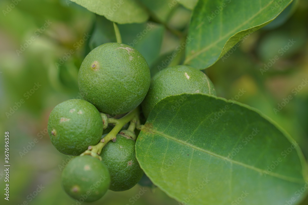 close up fresh limes with soft blur on background, branch of limes tree close up fresh limes with soft blur on background, branch of limes tree