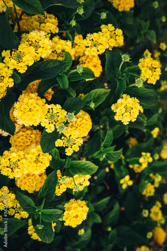 Obraz premium Juicy yellow lantana flowers on green bush