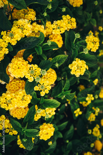 Juicy yellow lantana flowers on green bush