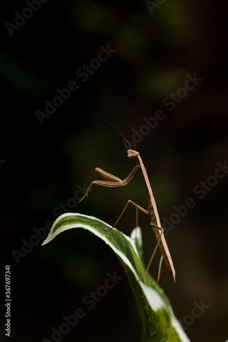 a narrow winged mantis looking very intense and beautiful. the color of the mantid is bronn and green. this is a wild caught praying mantis and was found in japan. it is a very beautiful insect