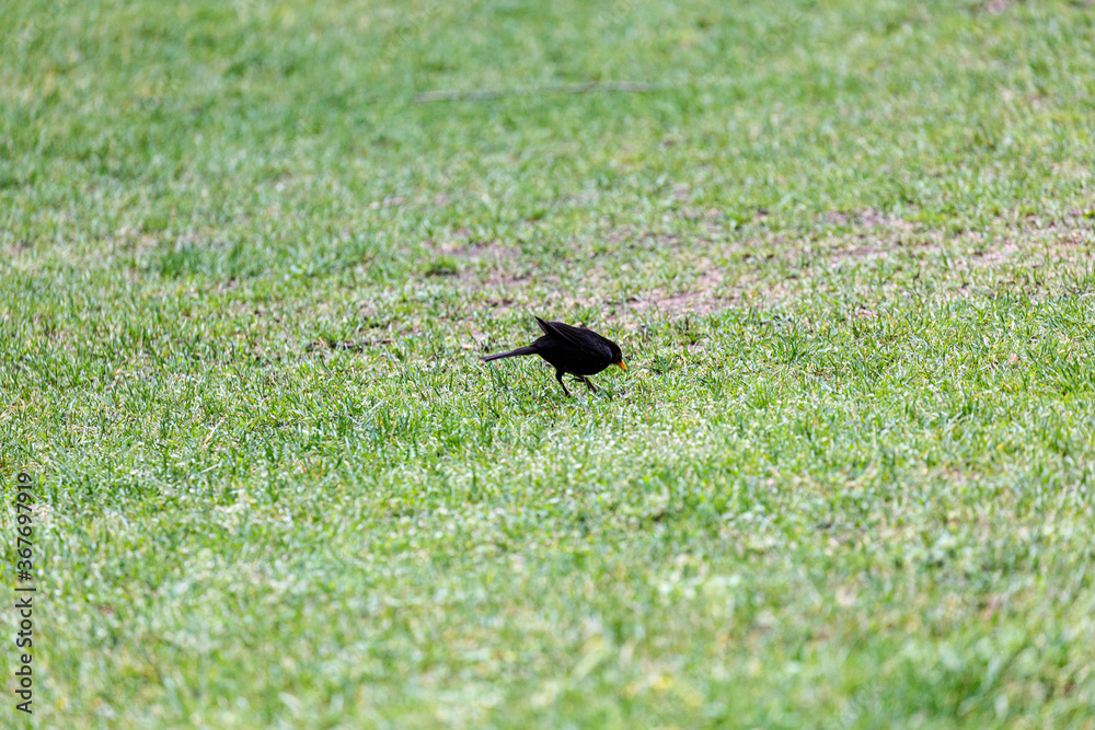 Fototapeta premium Blackbird walking on the grass in park