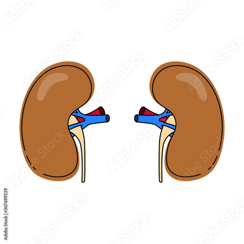 vector illustration of human organs kidneys