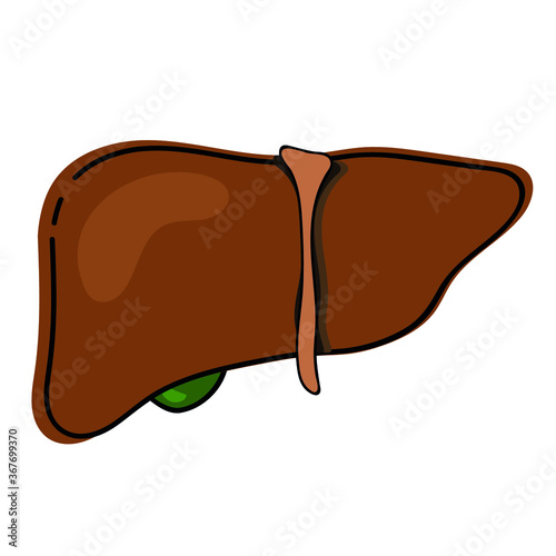 vector illustration of a human liver